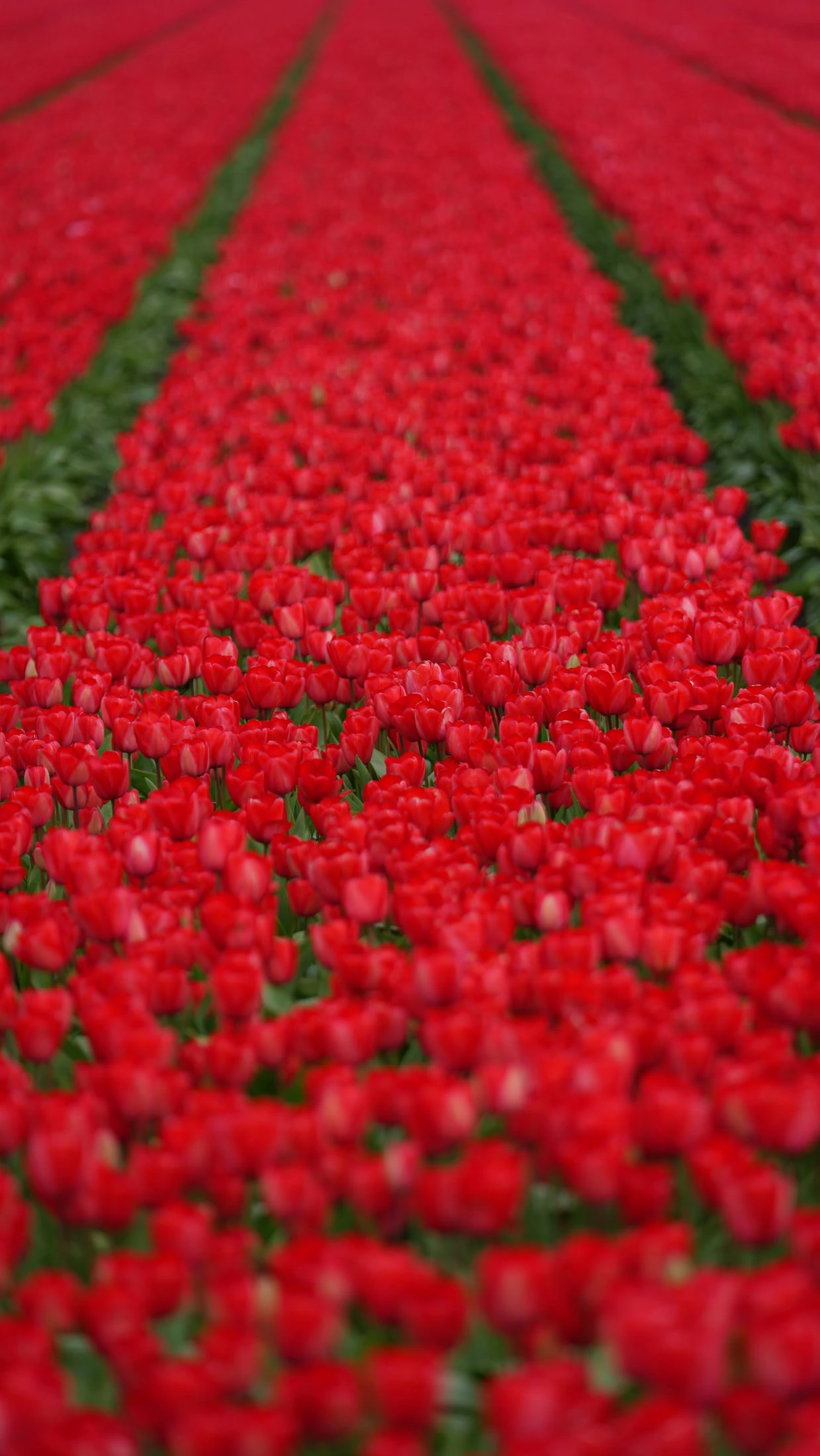 Lisse, The Netherlands