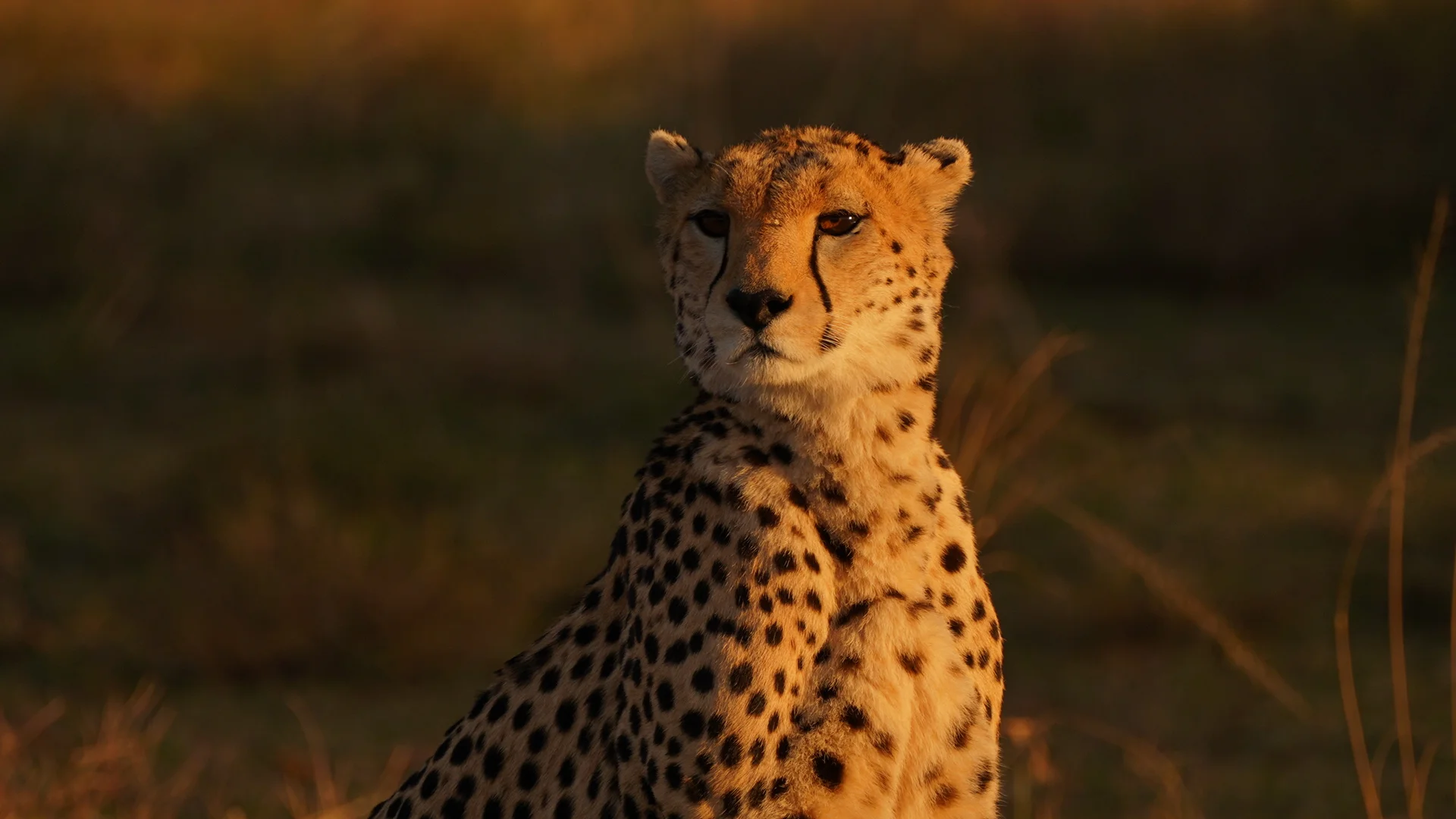 Maasai Mara, Kenya