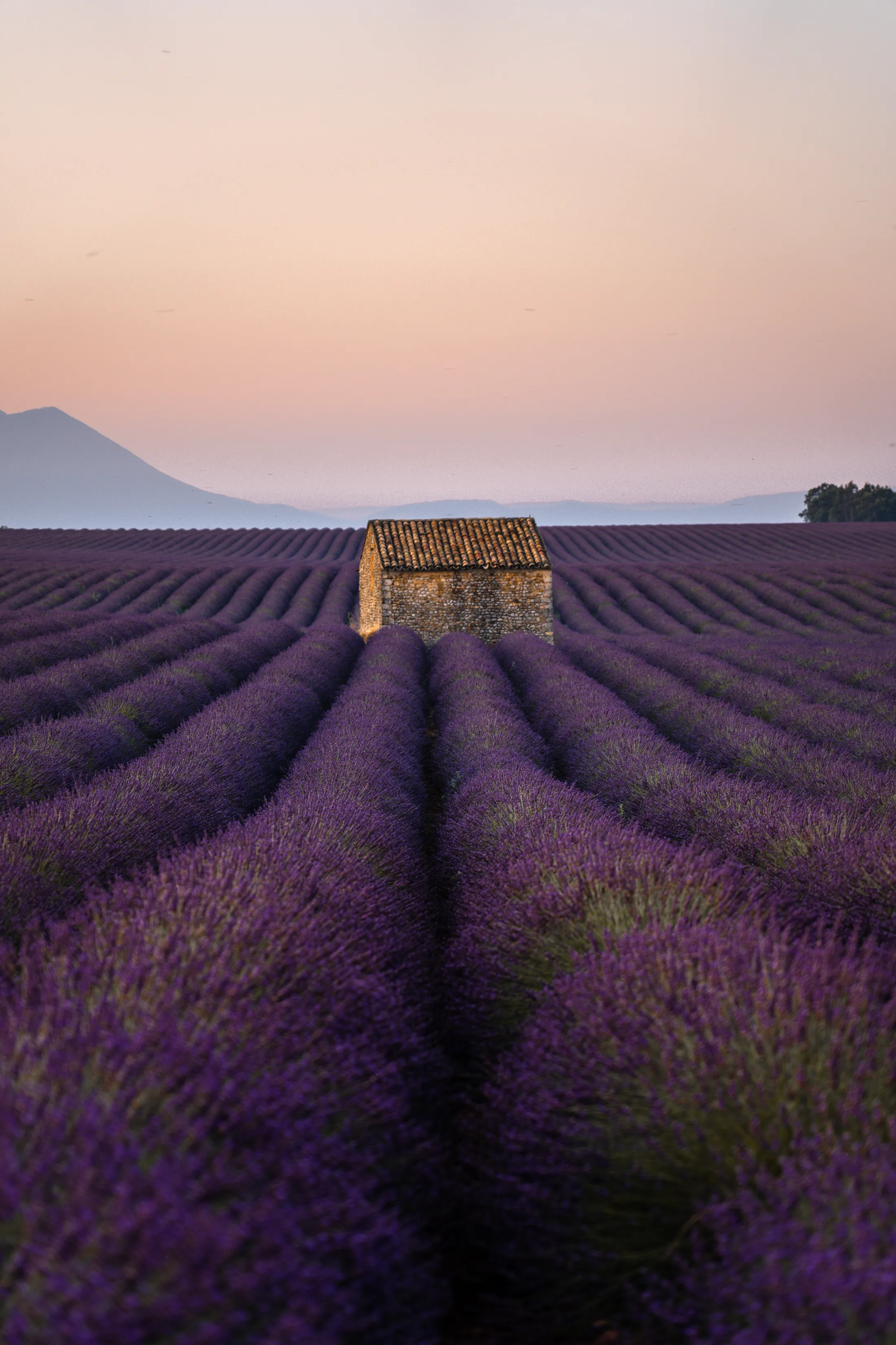 Lavender fields, Valensole, France